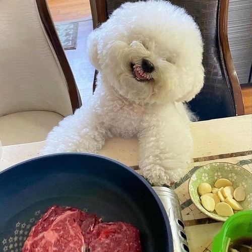 Không chỉ sở hữu ngoại hình nhìn thấy là yêu, thú cưng Arang còn gây chú ý bởi loạt biểu cảm “ăn tiền” mà không phải cô chó nào cũng làm được.