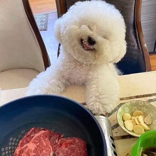 Không chỉ sở hữu ngoại hình nhìn thấy là yêu, thú cưng Arang còn gây chú ý bởi loạt biểu cảm “ăn tiền” mà không phải cô chó nào cũng làm được.