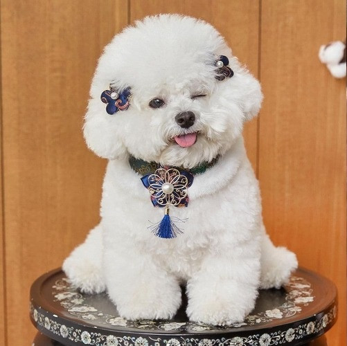 Thế nhưng mọi chuyện thay đổi khi “mẹ” của Arang kết hôn và cô chó thay đổi thái độ khá nhiều.