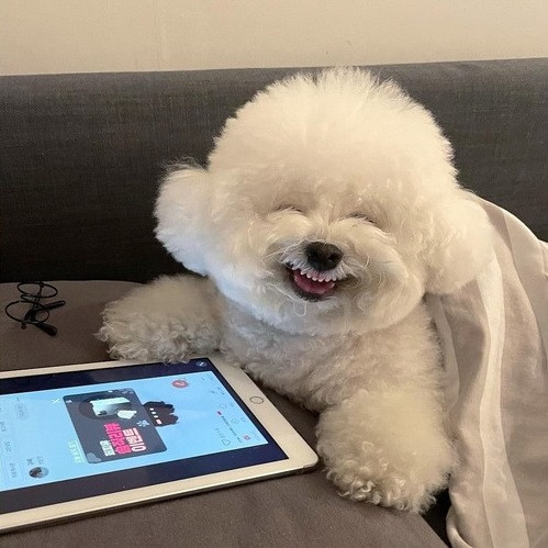 Chủ nhân chẳng phải là người nổi tiếng, cũng chưa từng xuất hiện trong bộ phim hay sự kiện gây sốt nào nhưng Arang đã có hẳn một fanclub trên Instagram với hơn 189.000 lượt theo dõi.