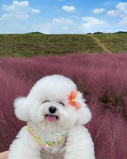 Đối với những người yêu thích động vật, thật khó để làm ngơ trước một con chó nhỏ xinh đáng yêu. Đã thế còn là một cô chó với bộ lông trắng muốt, thân hình mũm mĩm, ú nu thì lại càng khiến người ra đem lòng yêu mến.