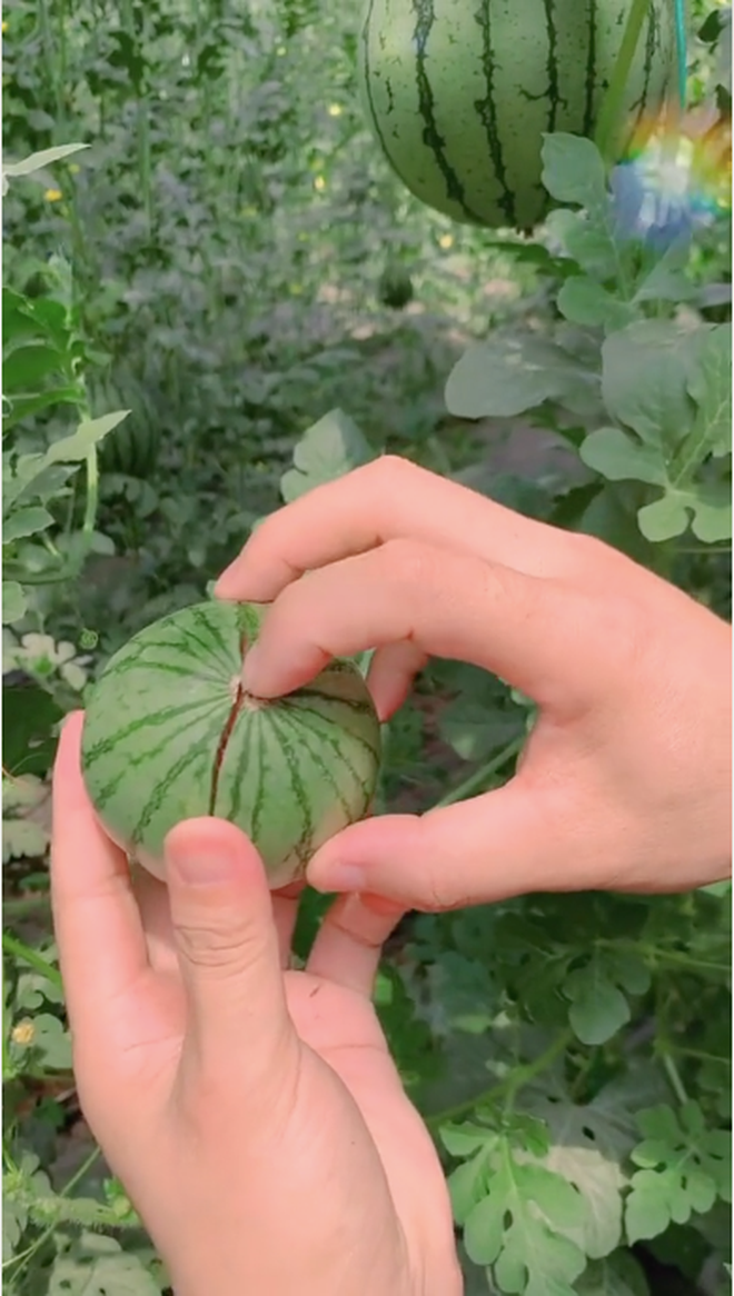 Bất ngờ hơn, chàng trai này chỉ cần dùng 1 ngón tay ấn nhẹ vào giữa là quả dưa hấu đã tự nứt ra.
