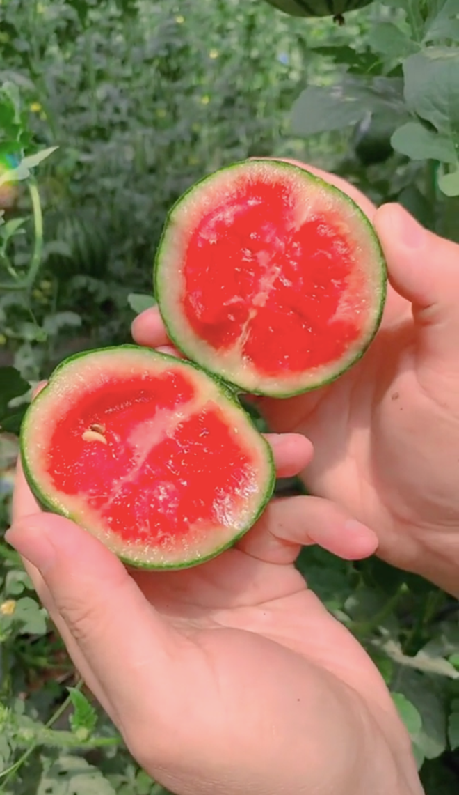 Thật không ngờ một trái dưa có kích thước mini như vậy lại cho ra thành phẩm vượt ngoài mong đợi.