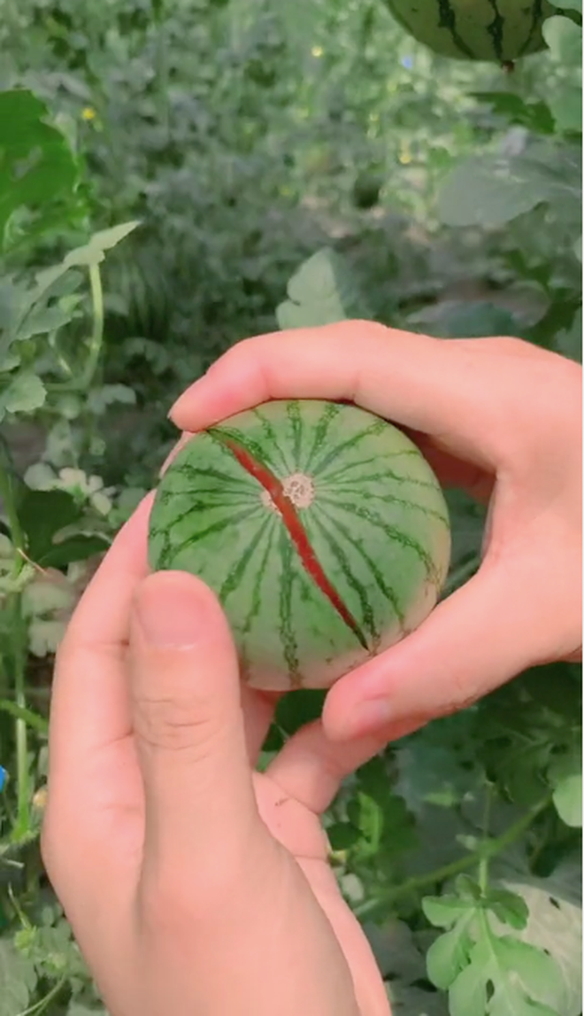 Dường như vì kích thước quá nhỏ nên vỏ của quả dưa hấu mini này cũng mỏng hơn các loại dưa khác.