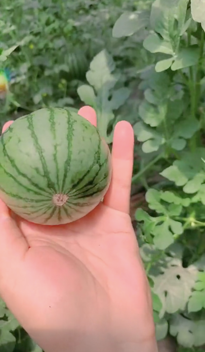 Mới đây trên TikTok xuất hiện đoạn clip ghi lại cảnh một chàng trai ra vườn thu hoạch dưa hấu. Thay vì nằm bò dưới đất, quả dưa này lại… treo lủng lẳng bên trên, hơn nữa kích thước lại vô cùng nhỏ bé.