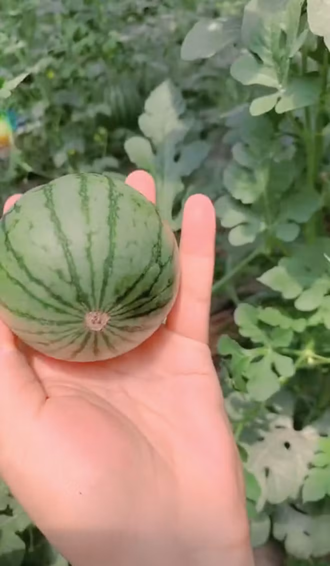 Mới đây trên TikTok xuất hiện đoạn clip ghi lại cảnh một chàng trai ra vườn thu hoạch dưa hấu. Thay vì nằm bò dưới đất, quả dưa này lại… treo lủng lẳng bên trên, hơn nữa kích thước lại vô cùng nhỏ bé.