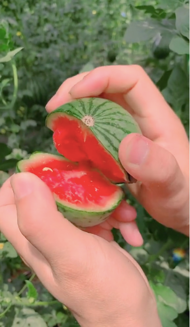 Điều khiến dân mạng ngỡ ngàng nhất có lẽ là phần ruột đỏ rực, chín mọng bên trong quả dưa hấu xuất hiện trong clip.