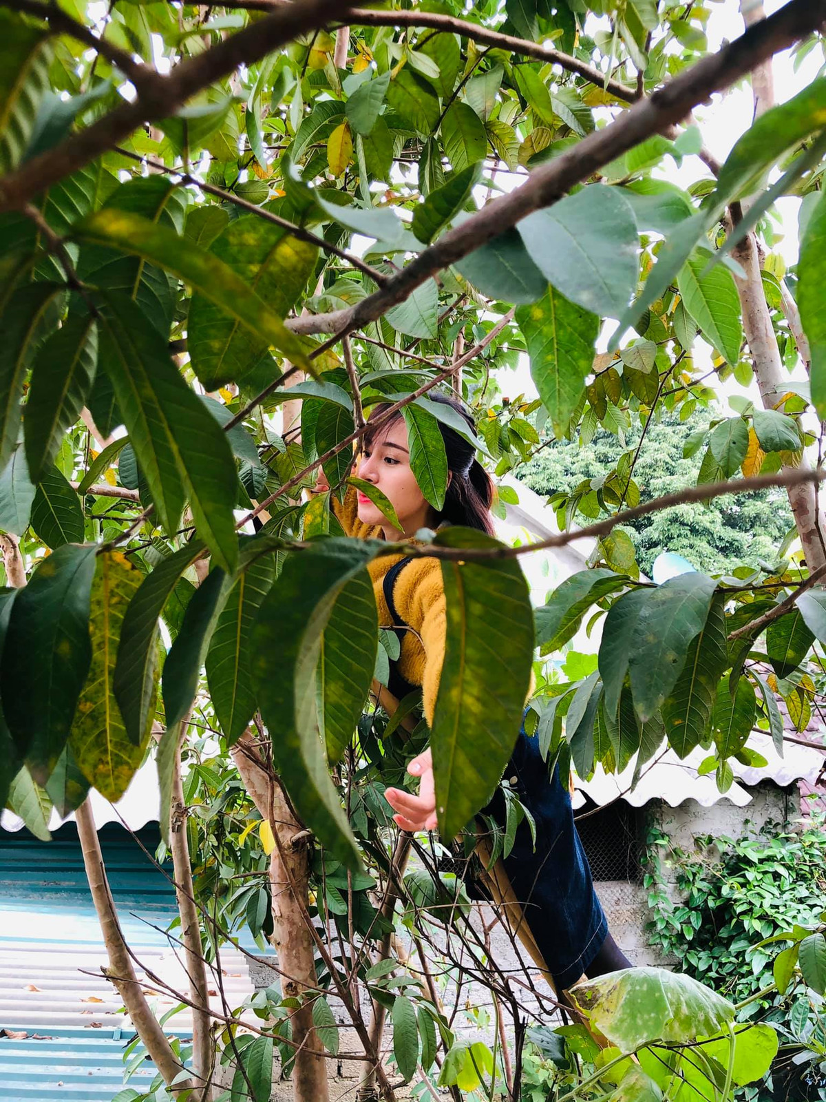 Không váy áo lụa là sang chảnh, giờ đây Bà Tưng như một cô gái nông thôn chính hiệu khi ăn mặc giản dị, trèo cây thoăn thoắt và thành quả là những quả ổi to tròn, chín mọng.