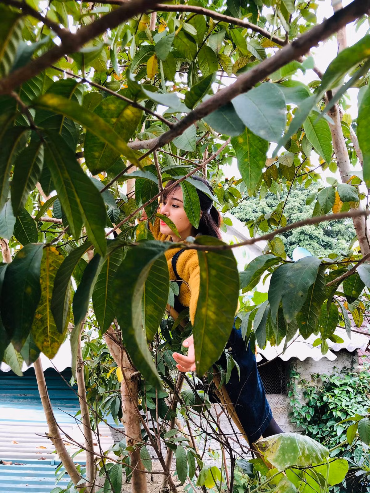 Không váy áo lụa là sang chảnh, giờ đây Bà Tưng như một cô gái nông thôn chính hiệu khi ăn mặc giản dị, trèo cây thoăn thoắt và thành quả là những quả ổi to tròn, chín mọng.