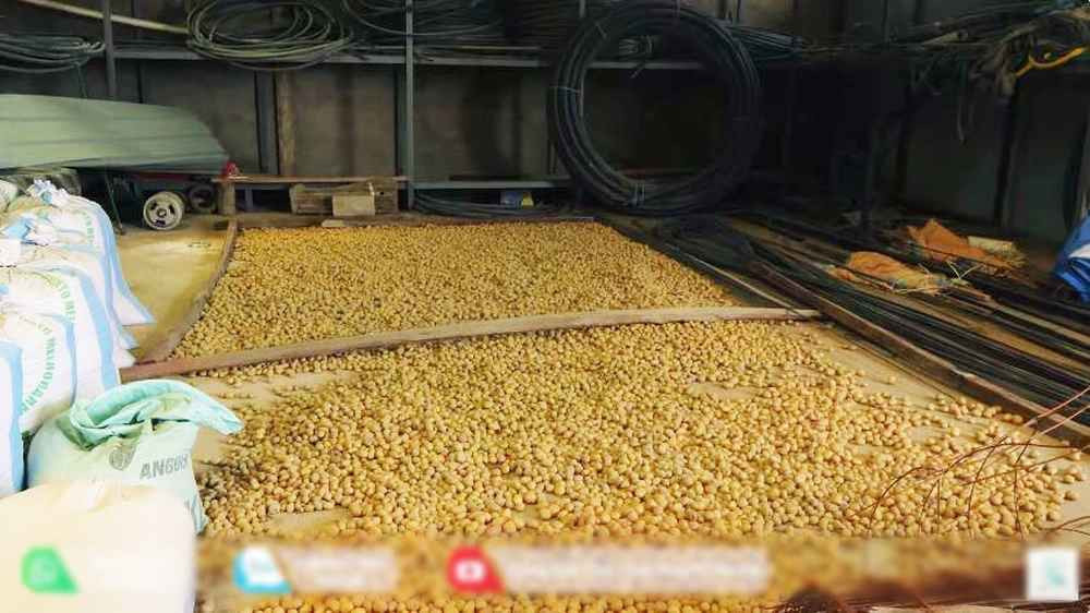 Nhưng team Quang Linh lại "ngược đời", vẫn duy trì trồng khoai tây. Theo anh Thế, quản gia của trang trại chia sẻ, khi ít người trồng, khoai tây sẽ hiếm hơn và được giá hơn.