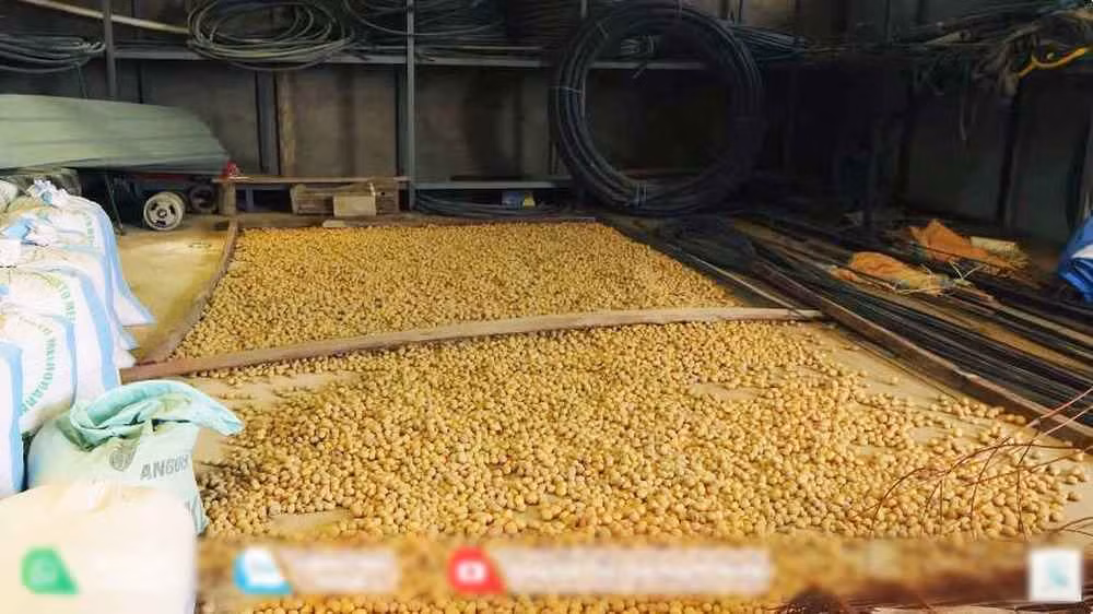 Nhưng team Quang Linh lại "ngược đời", vẫn duy trì trồng khoai tây. Theo anh Thế, quản gia của trang trại chia sẻ, khi ít người trồng, khoai tây sẽ hiếm hơn và được giá hơn.