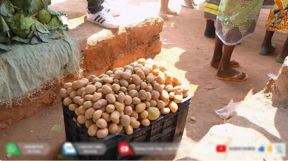 Một trợ lý của Quang Linh Vlog tiết lộ: "Nếu trồng đúng mùa mưa, sản lượng phải gấp 2 - 3 lần như thế này, nhưng khoai trồng trái mùa nên chỉ được ít thôi. Mùa này thời tiết khắc nghiệt, ban ngày nóng, ban đêm lạnh, đêm ngoài nông trại chỉ khoảng 10 độ, có khi xuống 6 độ, cây khoai tây bị quăn đọt, một số cây bắt đầu khô rồi. Sợ cây chết nên phải cho công nhân thu hoạch sớm hơn dự tính 1 tháng mọi người ạ".