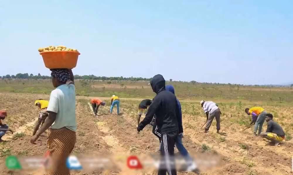 Trong khi Quang Linh Vlog dành thời gian ở Việt Nam, đồng đội của anh ở Angola vẫn miệt mài làm việc. Team trang trại có lẽ là hoạt động tích cực nhất khi liên tục thử nghiệm thả cá, nuôi vịt đẻ, nghiên cứu nuôi thỏ... để tận dụng đất rộng và nhân lực tại farm.