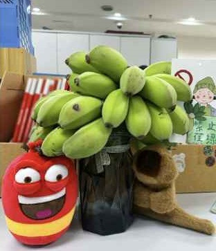 Theo lý giải của những người chơi, từ "chuối xanh" trong tiếng Trung có cách phát âm gần giống với "lo lắng". Quá trình chuối chín thường được gọi là "ngăn chuối xanh" hoặc "ting zhi jiao lu" nghe giống với "ngừng lo lắng".