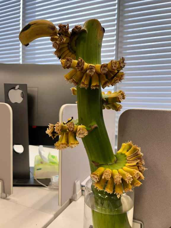 Ngoài giải tỏa cảm xúc, một số người còn sử dụng các buồng chuối để cải thiện mối quan hệ với các đồng nghiệp.