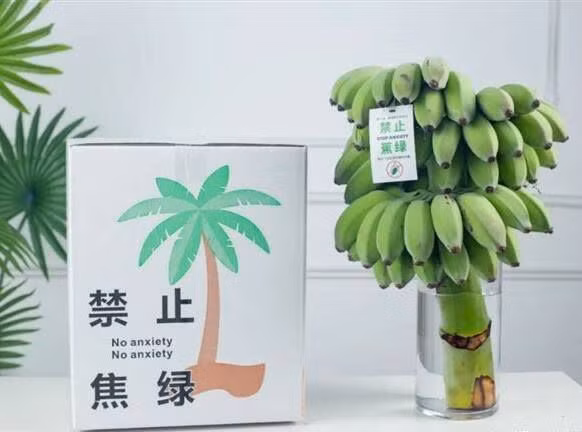 Các bạn trẻ thường mua những buồng chuối này khi những quả chuối còn xanh, sau đó đặt vào trong bình nước. Sau khoảng một tuần chăm sóc thì có thể ăn được. Quá trình chờ chuối chín cũng được coi là một thú vui giúp giải tỏa căng thẳng tại nơi làm việc.