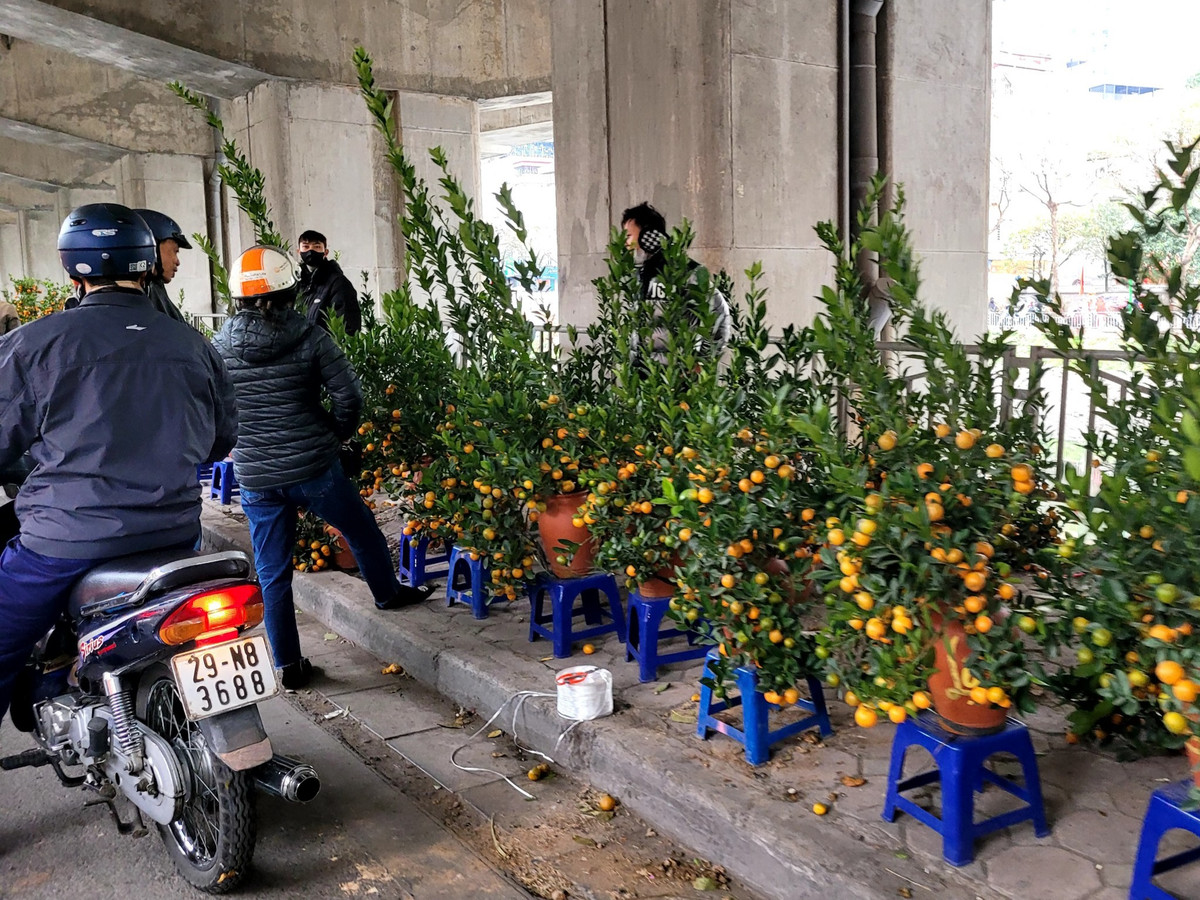 Theo ghi nhận của PV tại khu vực chợ cây cảnh phục vụ Tết tự phát dọc phố đường Láng và Ngã Tư Sở, hoa và cây cảnh được các tiểu thương bày ra rất nhiều, nhưng lượng khách khá thưa thớt.