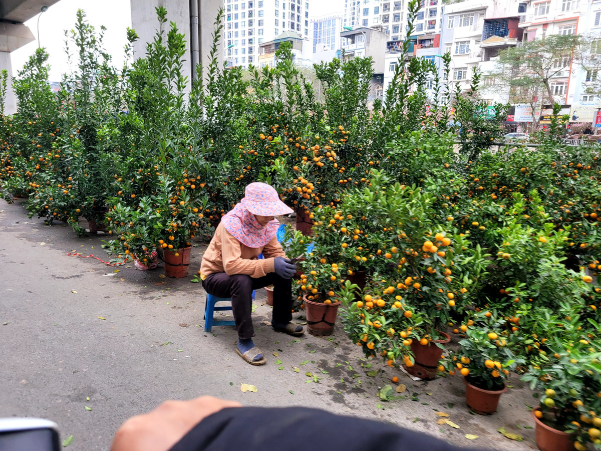 Chị Thanh Xuân (tiểu thương bán cây cảnh tại đường Láng) cho biết: "Giá các mặt hàng năm nay cũng không cao, chỉ tương đương với những năm trước, thậm chí có nhiều loại còn rẻ hơn. Tuy nhiên, nhiều sức mua năm nay không cao bằng các năm trước, nên giá chắc chắn sẽ phải giảm từ 10 - 20%, nhưng vẫn lo ế hàng....