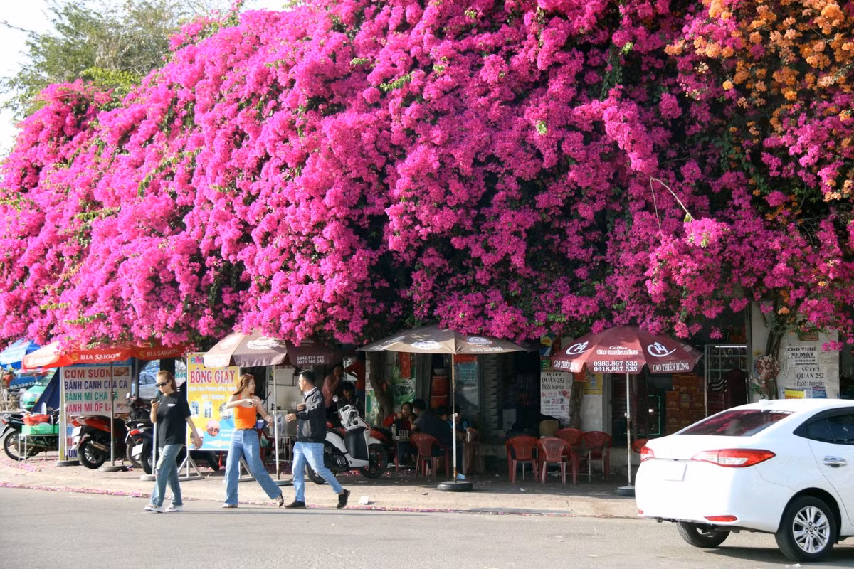 Gia đình chủ nhà trồng những cây bông giấy này từ 13 năm trước, lúc vừa mới xây căn nhà này.