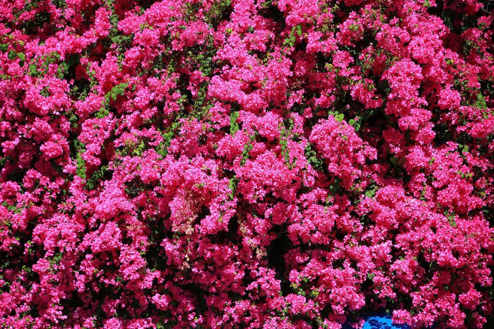 "Mấy năm nay, khách xuống tàu đi đảo Phú Quý, rồi quay về đất liền đều đến quán nhà tôi nghỉ ngơi uống nước, nên nhiều người biết đến giàn bông giấy này hơn. Gia đình tôi cũng không nghĩ trồng bông giấy để hôm nay nhiều người tìm tới ngắm nhìn đến vậy" - Chia sẻ trên báo Thanh Niên chủ nhà của giàn hoa giấy cho biết.