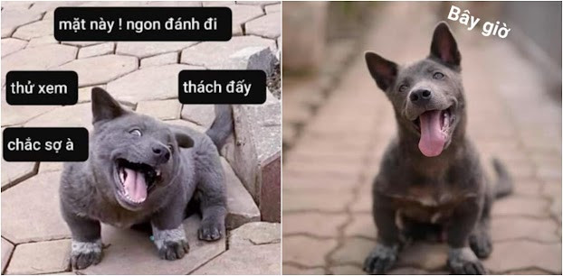 Cách đây ít tháng, Nguyễn Văn Dúi khiến dân mạng chú ý khi được chủ nhân khoe bức ảnh chụp cùng bên vợ và đàn con nhỏ của mình. Dúi “ngáo ngơ” lấc cấc chạy khắp chốn ngày nào đã trở thành bố trẻ con và thành “chồng người ta” rồi. Thế nhưng, dù lên chức phụ huynh nhưng biểu cảm “tếu táo” của Dúi vẫn không hề thay đổi.