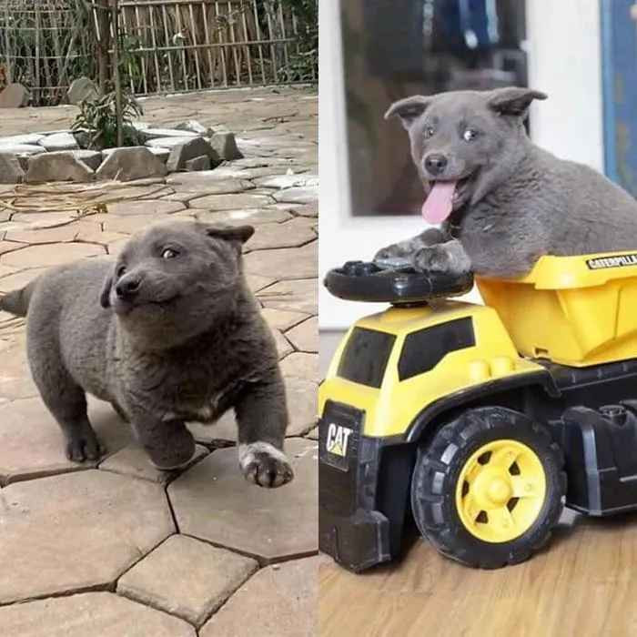 Dúi được lai giữa giống chó chân ngắn Dingo và giống chó bản địa H’Mông. Giống chó H’Mông cộc đuôi là một trong những loài chó săn cổ xưa ở miền núi phía Bắc Việt Nam, nổi tiếng với sự thông minh và khỏe mạnh, rất trung thành.