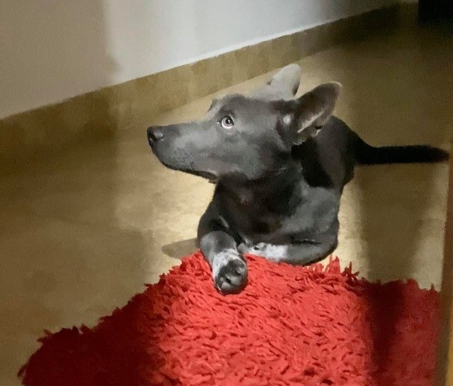 Về nguồn gốc, Dúi là con lai giữa một giống chó bản địa và một giống chó chân ngắn được gọi là Dingo. Nhưng mình nghĩ Dúi cũng có thể là kết quả của đột biến gen. Mình đã mua chú chó này ở một tỉnh miền núi Việt Nam”. Người chủ cho biết thêm.