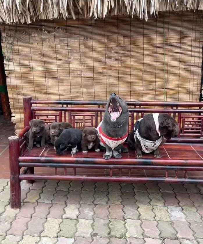 Theo đó, những khoảnh khắc nghộ nghĩnh cùng vẻ mặt tếu táo của Dúi nhận được sự thích thú của nhiều người.