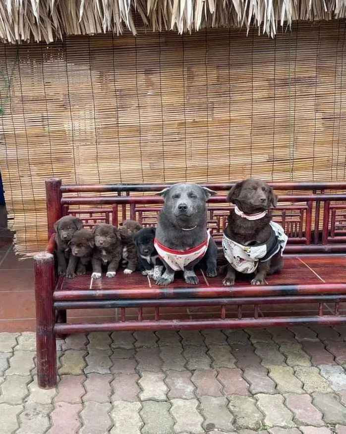 Chú chó Nguyễn Văn Dúi nhanh chóng trở thành cảm hứng chế ảnh của dân mạng nhờ các biểu cảm độc lạ. Fanpage được chủ của Dúi lập ra cũng hút hơn 200.000 lượt like.