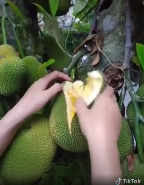 Chứng kiến màn bổ mít ngay trên cây được đăng tải lên TikTok, các cư dân mạng thi nhau bày tỏ sự thích thú, nhiều người còn hỏi tên loại mít để đi mua về ăn.