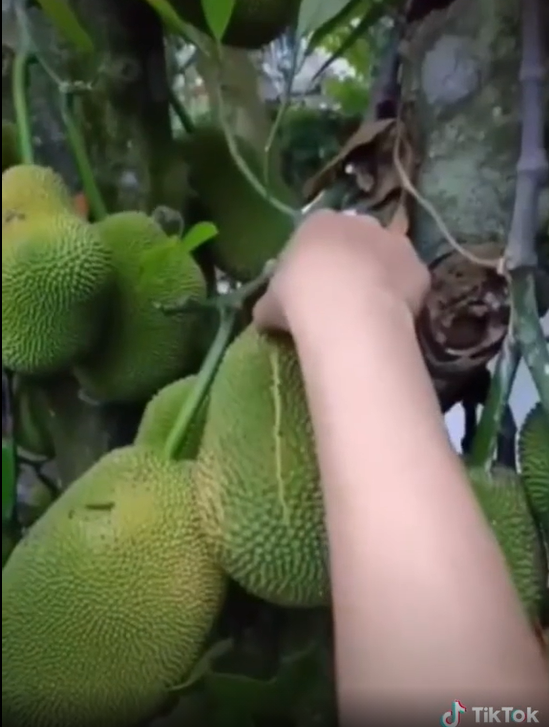 Thông thường, những quả mít nhỏ và trông có vẻ non như trong clip mới được đăng tải trên TikTok dễ khiến cho nhiều người nghĩ là ít hoặc không có múi.