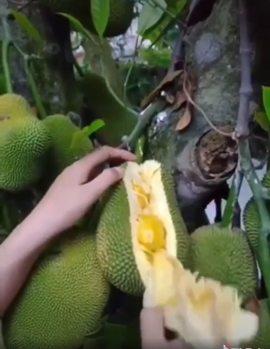 Theo chia sẻ của chủ nhân clip thì đây là mít tố nữ, một loại mít cũng khá nổi tiếng và được nhiều người yêu thích.