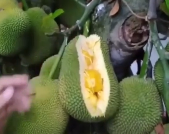 Loại mít tố nữ cũng từng gây sốt trên mạng với những quả nhỏ nhưng cực kỳ nhiều múi.