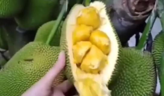 Chỉ nhờ màn bổ mít hay xoài mà các TikToker thu về cho mình không ít lượt theo dõi và thả tim đến từ CĐM.