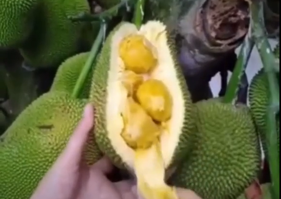 Thời gian vừa qua, những pha bổ trái cây, đặc biệt là những loại quả đang hot trong mùa hè như mít, xoài, dưa hấu... trở thành nội dung cực hot được nhiều TikToker khai thác.