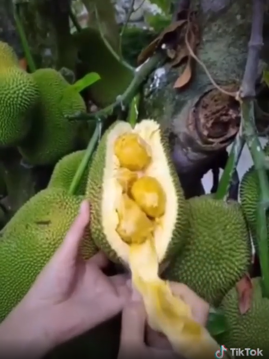 Chứng kiến những múi mít tố nữ khi được bổ ra ngay trên cây, nhiều dân mạng phải gật gù công nhận rằng: "Loại quả này nhỏ nhưng thực sự bên trong của nó có võ".