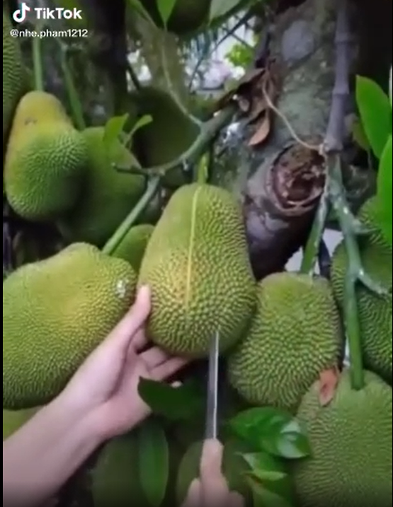 Có nhiều múi không, có ít xơ không, mít ăn có ngon không... là câu hỏi mà bất cứ ai trước khi "thi triển" màn bổ quả mít cũng phải đặt ra.