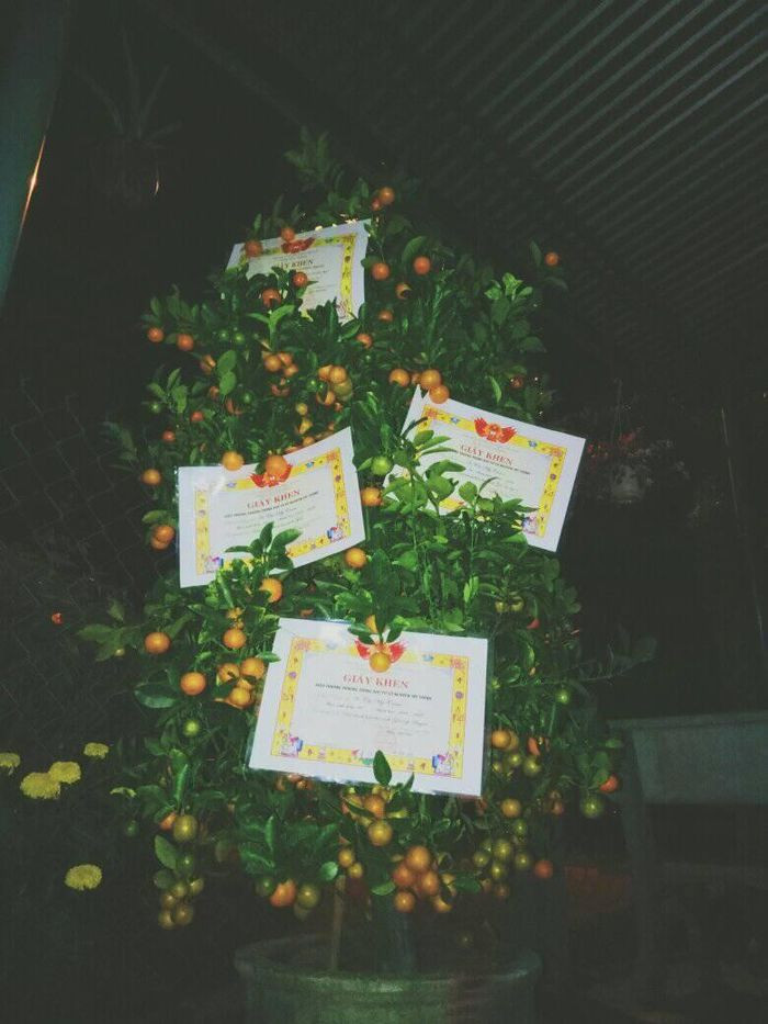 Giấy khen full cành thế này thì chỉ có móc ví lì xì mà thôi.