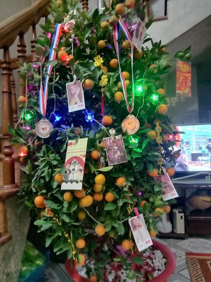 Khi bạn mê idol Hàn Quốc mà lại bị bố mẹ bắt đi trang trí cây quất thì sẽ thế này đây.