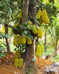 Ngay lập tức, một cô gái khác cho rằng ngoài đời vẫn có nhiều cây mít cho quả trĩu cành y như thế.