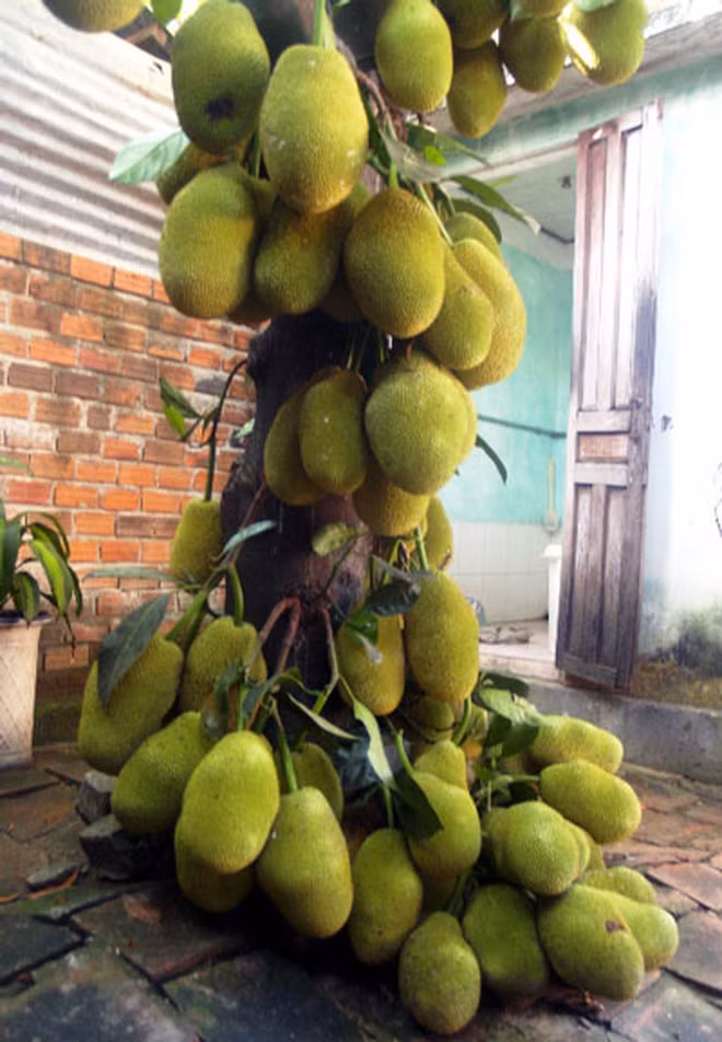 "Nhìn mấy quả ở trên cao mà hãi, tưởng tượng đang đi ngang mà nó rụng xuống một phát thì…" hay "Ước gì có con chim bay tới ăn quả mít rồi kêu gia chủ may túi ba gang. Lúc đó tha hồ giàu to!"... là những bình luận dân mạng để lại dưới màn khoe cây mít "cổ thụ" trĩu quả.