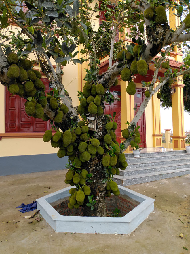 Xem ảnh, có thể thấy cảnh những quả mít to bự mọc kín từ thân lên đến tận ngọn trên cao.