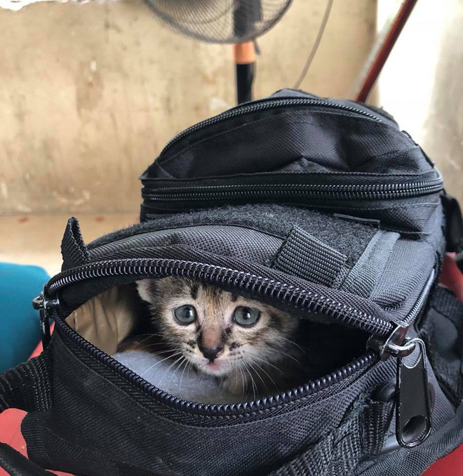 Hơn nữa việc ở trên xe khách nhiều giờ đồng hồ cũng cực bất tiện trong việc thú cưng cần ăn uống hay đi vệ sinh.