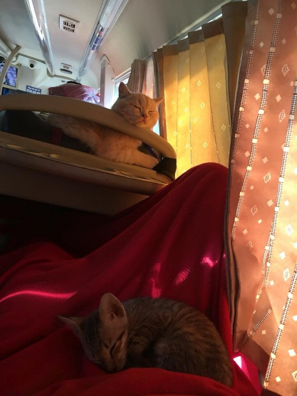 Trông mặt chú mèo hờn dỗi thế này là biết bên trong chật chội, khó thở thế nào rồi.