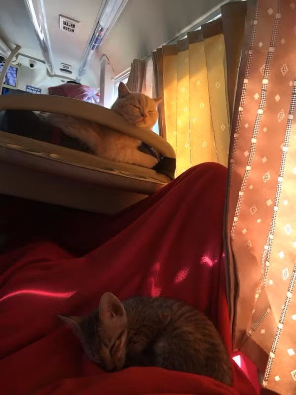 Trông mặt chú mèo hờn dỗi thế này là biết bên trong chật chội, khó thở thế nào rồi.