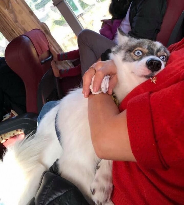 Muốn ngủ lắm mà không ngủ được nhưng vẫn phải nằm im ngoan ngoãn vì sợ nhà xe đuổi thẳng cổ cả boss lẫn sen.