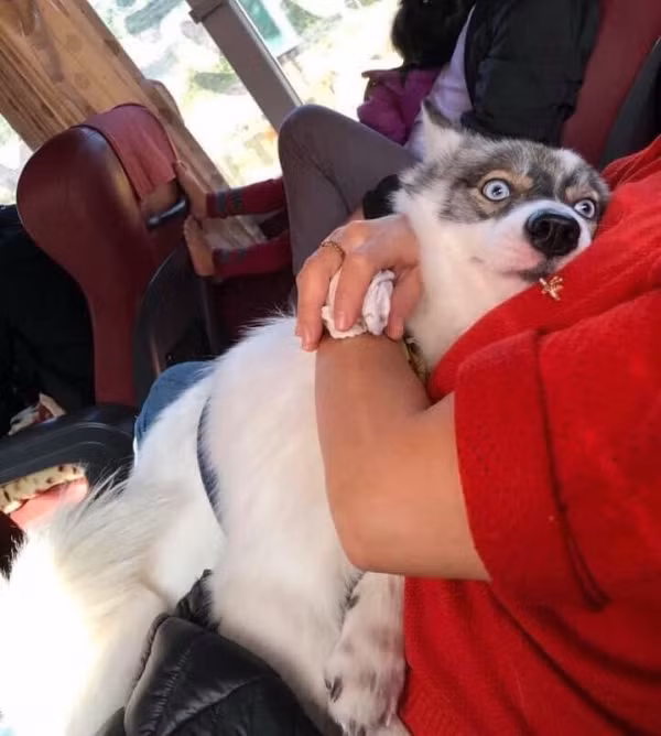 Muốn ngủ lắm mà không ngủ được nhưng vẫn phải nằm im ngoan ngoãn vì sợ nhà xe đuổi thẳng cổ cả boss lẫn sen.