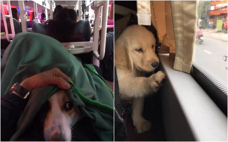 Đối với mèo, loài ít kêu và hiếu động hơn chó thì nhiều người lựa chọn cách nhét vào balo, trốn phụ xe để đưa boss về cùng.