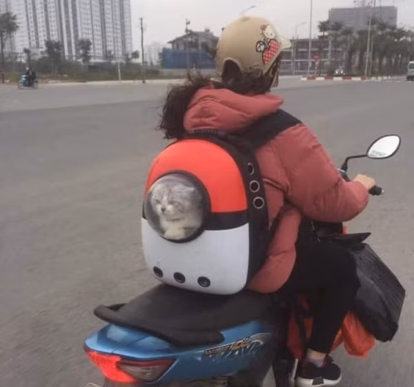 Đúng là mỗi cây mỗi hoa, mỗi nhà mỗi cảnh, trong khi nhiều boss được đi xế hộp về quê thì có kẻ ngồi thu lu trong balo vận chuyện, nhìn ra bên ngoài với ánh mắt không thể hận đời hơn.