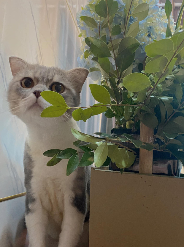 Không biết chú mèo này được Trần Nghĩa nhận nuôi và chăm sóc từ bao giờ, chỉ biết đây là lần đầu tiên anh chàng công khai lộ diện ảnh ọt của chú mèo.